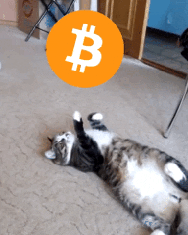 Bitcoin Cat